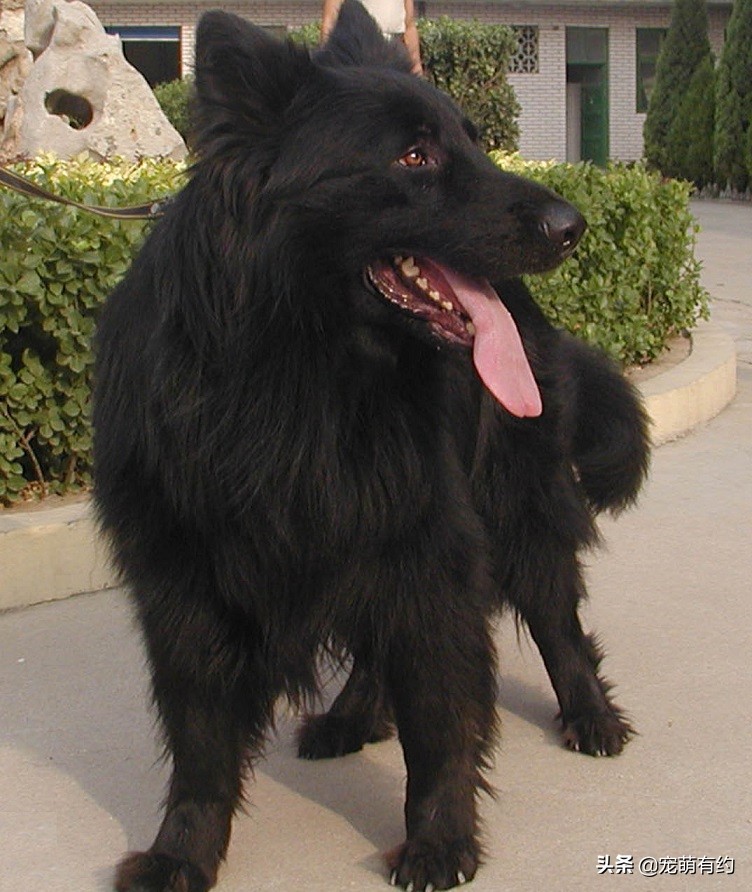 黑狼犬黑熊犬区别,最稀有的黑熊犬