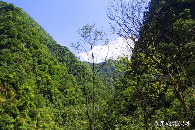 无人区普洱茶是哪个茶区,无人区茶叶