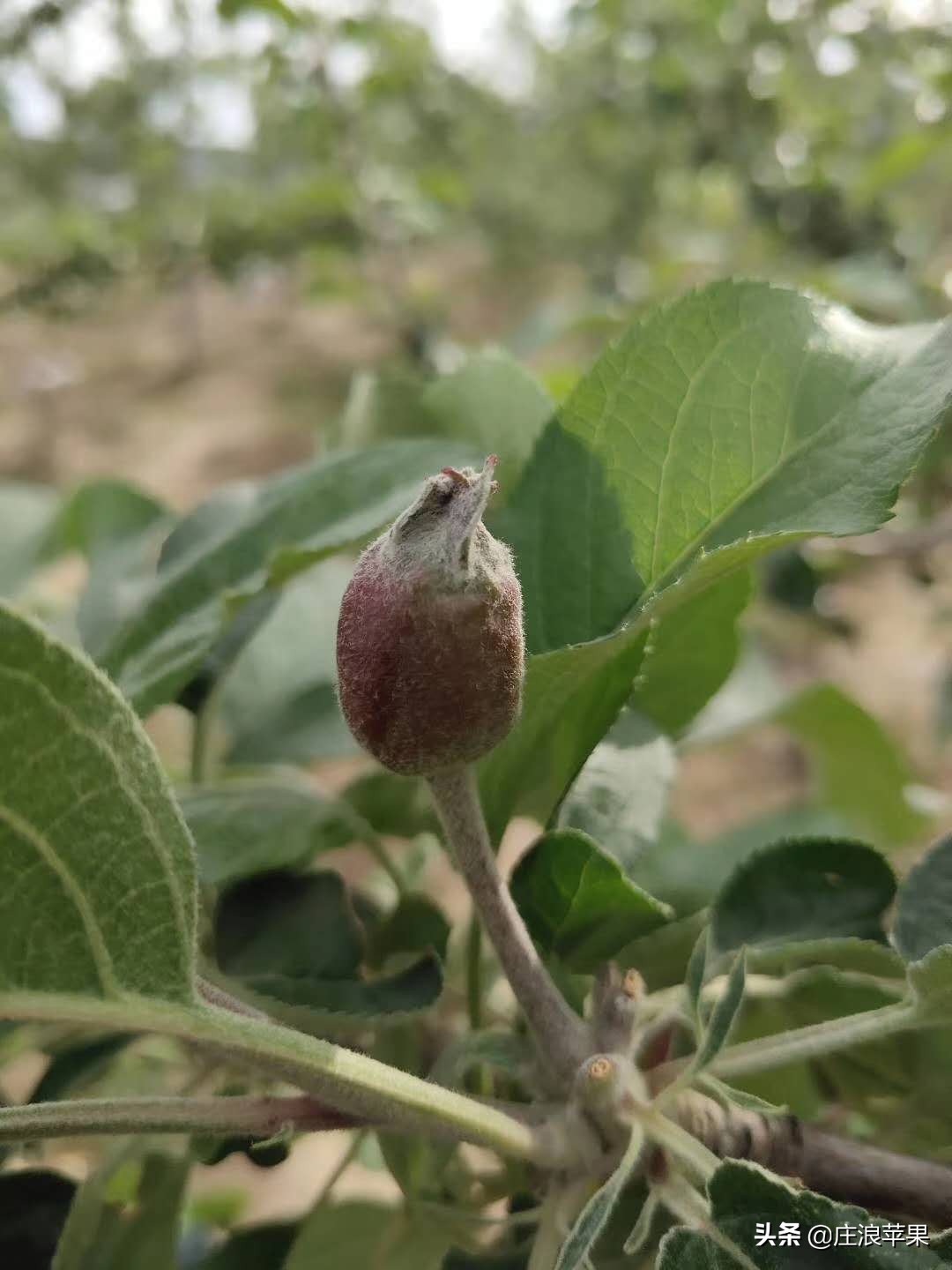 果树环切促增产技术,枣树环割增产增收
