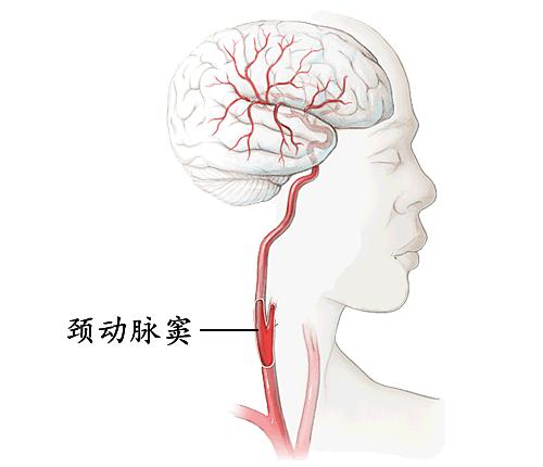 蛇的七寸为什么是最脆弱的地方,蛇的七寸位置最好识别方法