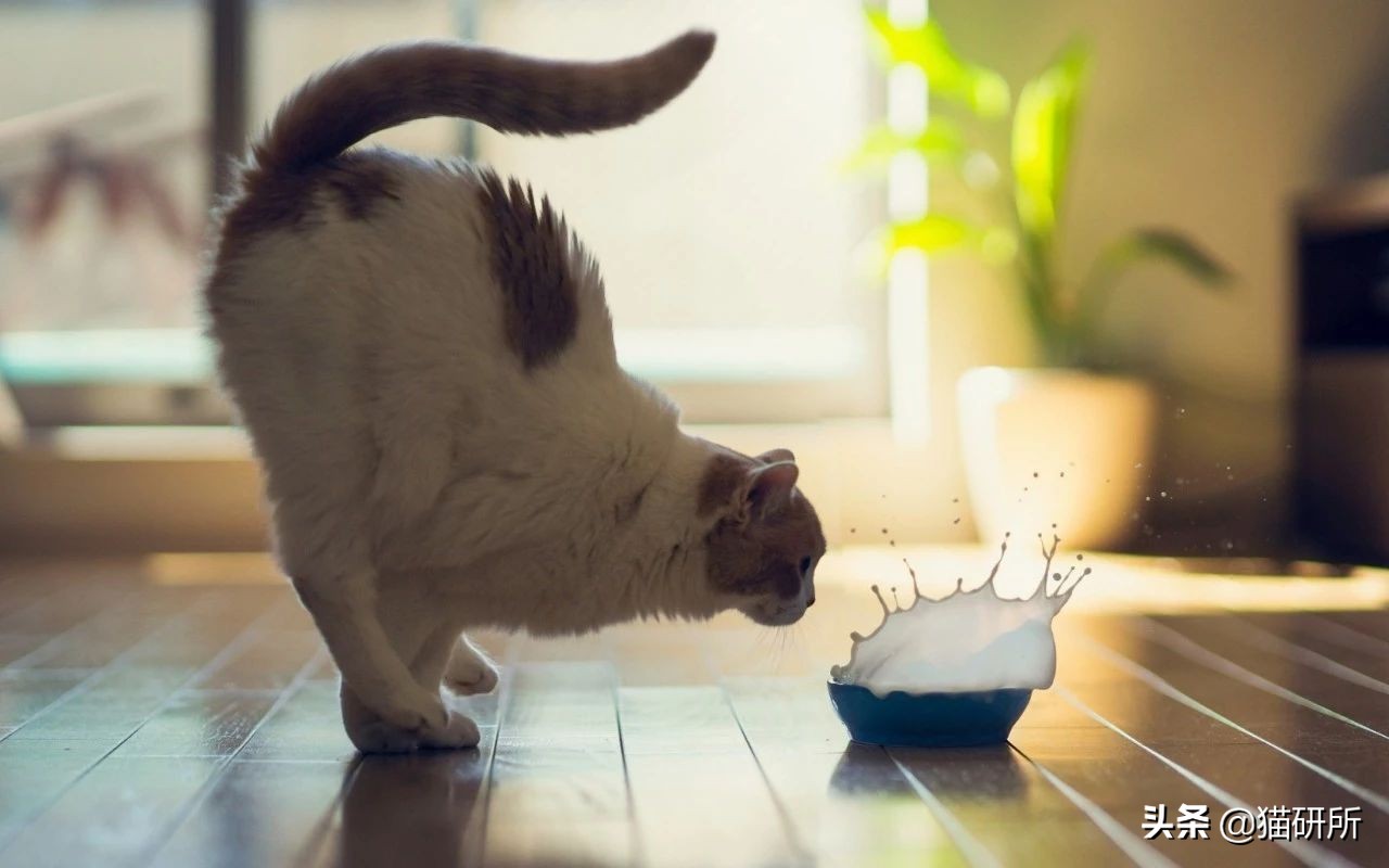 小猫喝纯牛奶会不会出事,小猫喝牛奶死了
