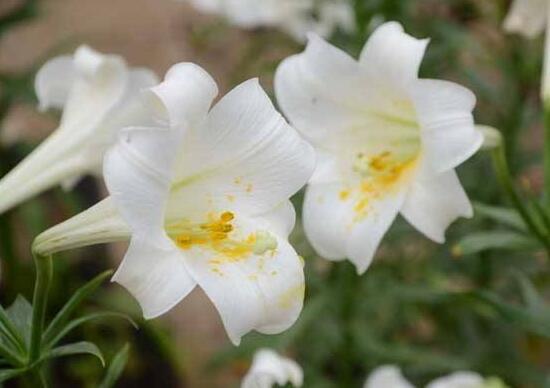 百合花怎么养,百合花怎么养才能保持开得久