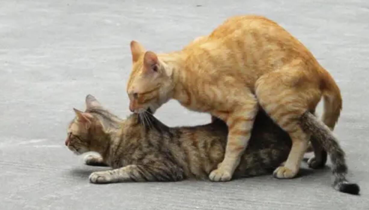 猫咪配对后母猫为什么会攻击公猫,猫咪配对为什么母猫会攻击公猫