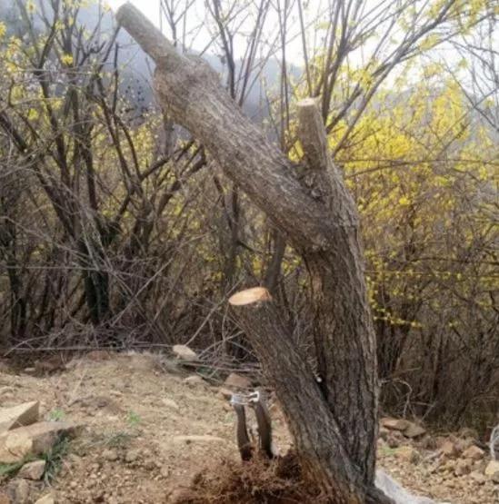 玛瑙柏盆景不绿不发新芽怎么回事,盆景老桩上盆发芽后新芽干枯