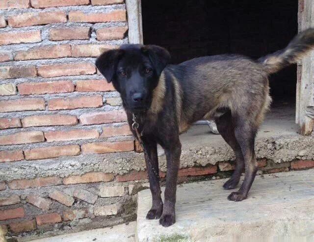 中国凉山猎犬,中国本土稀有猎犬