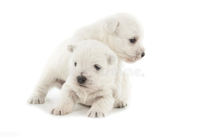狗狗晚上幼犬关笼子一直叫怎么办,狗幼犬晚上一直叫怎么办