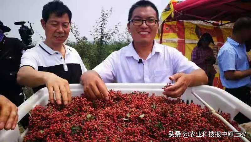 花椒怎么才能丰产,花椒丰收价格最新