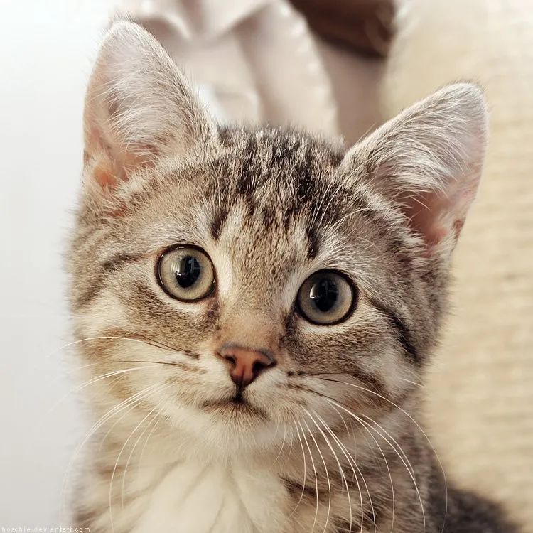 如何有效的抢救奄奄一息的小猫,怎么抢救15天的小猫