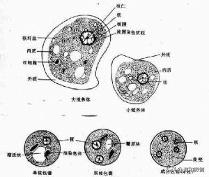 甲硝唑片的说明书用量看不懂,甲硝唑片的适应证有哪些