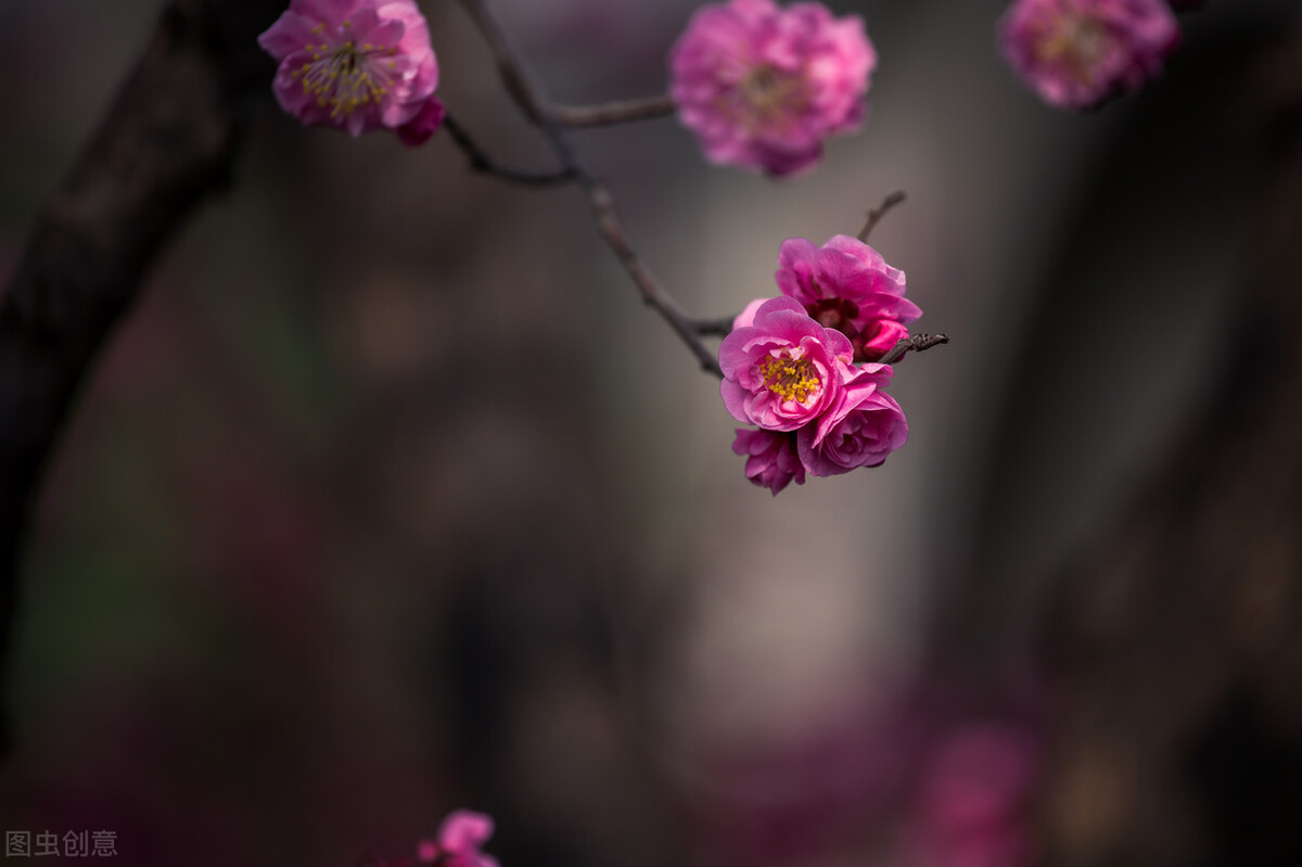 泪眼问花不语乱红飞过秋千去赏析,泪眼问花花不语乱花飞过秋千去