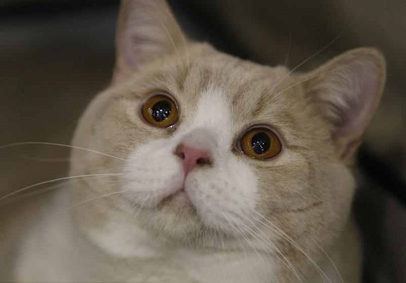 英国短毛猫和田园猫生的猫,英国短毛猫波斯猫混血猫