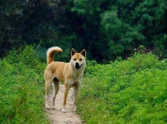 获取狗狗的几条途径你认为哪些途径可取？