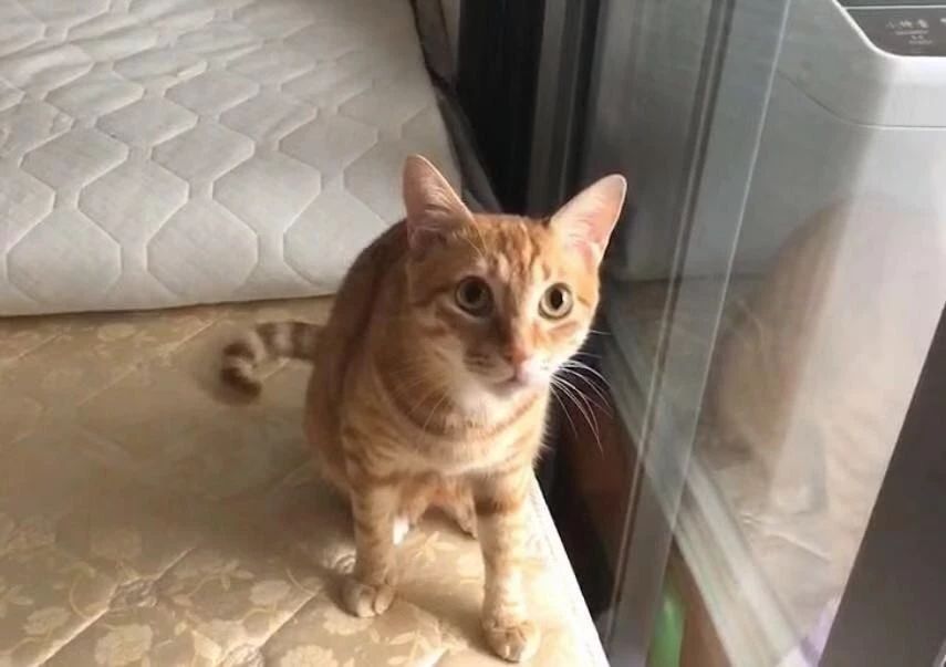 吃肉的猫咪需要额外补充哪些营养,给猫补钙要吃什么
