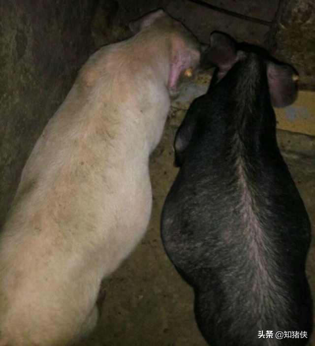 养猪场猪频繁死肚子胀气,猪肚子胀气的原因及解决方法