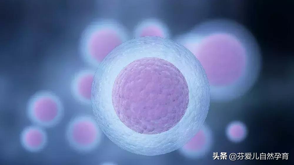 多囊会卵巢早衰吗,卵巢早衰吃什么好