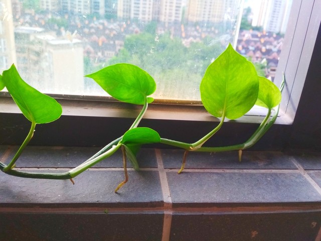 室内小盆栽植物绿萝,植物绿萝有什么寓意