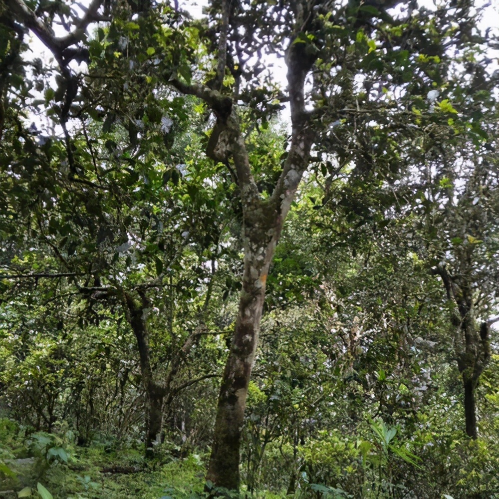 巴达山普洱茶核心产区,巴达山普洱茶特点及价格