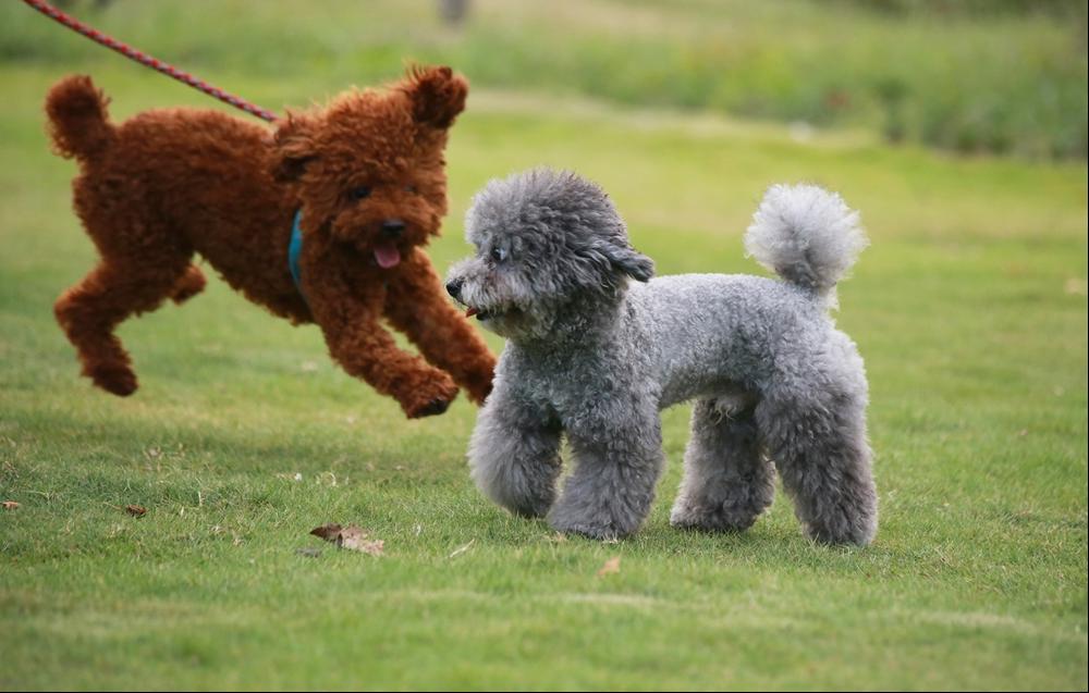 灰色贵宾犬的优点和缺点,贵宾犬小型灰色多少钱一只