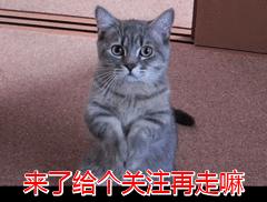 比熊这5个肢体语言，是在暗示你，它很爱你