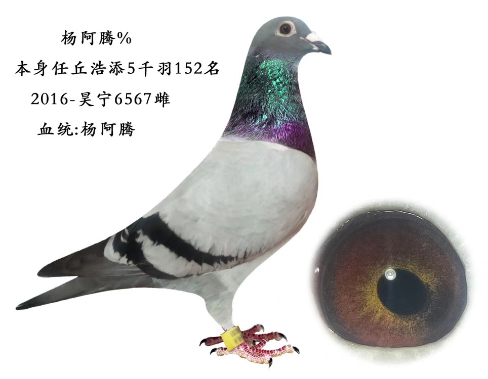 信鸽拉白痢用什么药治疗,鸽子白痢防治方案汇总