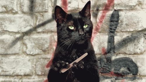 如何自己给猫咪做基因检测,猫能做基因检测吗