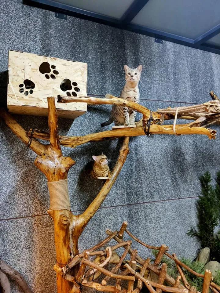 拥有“私家园林”，游遍世界各地，这些猫咪的生活太让人羡慕了吧