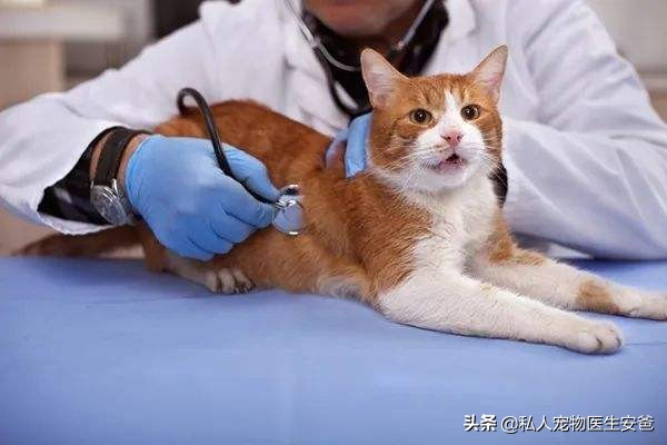 中毒猫咪救活几率,猫咪中药中毒急救