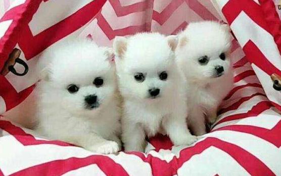 俊介博美犬,俊介型博美