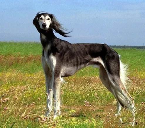 土狗不土田园犬,土狗真的不土吗