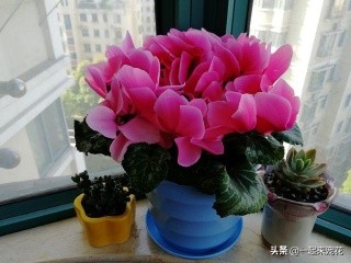 泡过的烟头养花可以吗,烟头泡水养花起什么作用