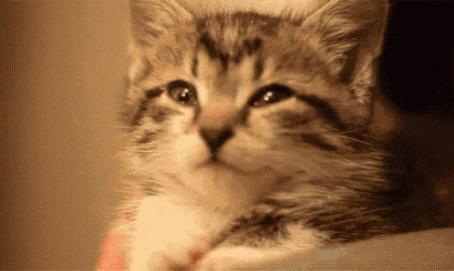 猫咪睡觉时抽搐颤抖,猫咪睡觉的时候抽搐是什么情况
