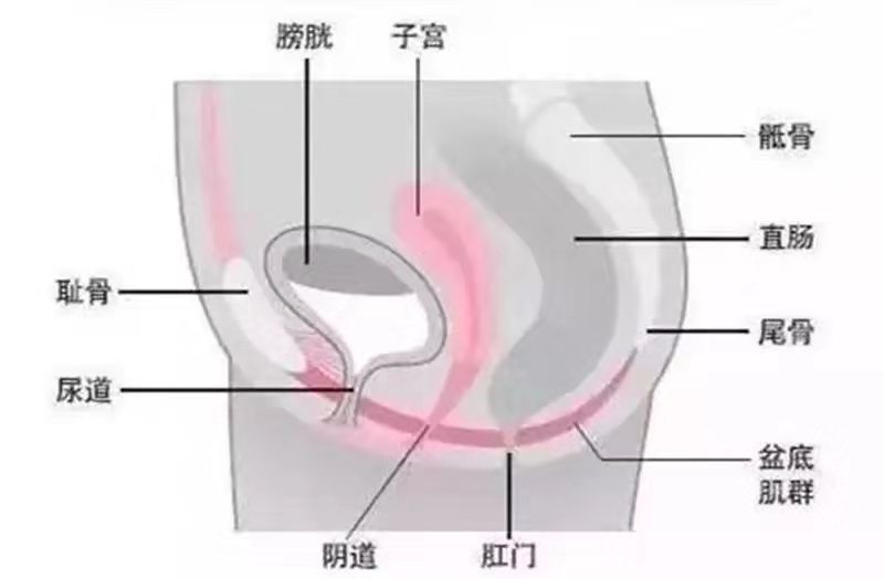 适合盆底肌松弛的瑜伽体式,盆底肌松弛怎么练瑜伽