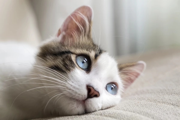 猫咪怎么避免肥厚型心肌病,肥厚型心肌病的猫咪怎么急救