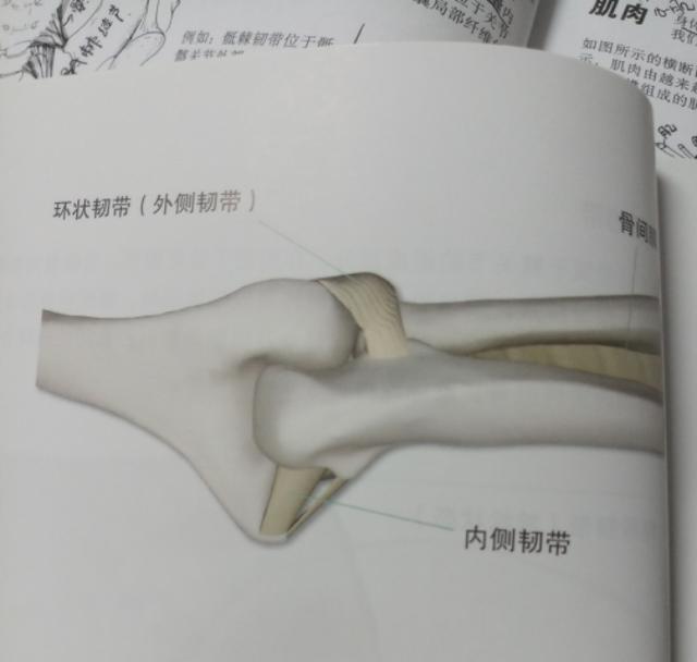 横叉练完回功了怎么办,练习横叉膝盖内侧疼痛