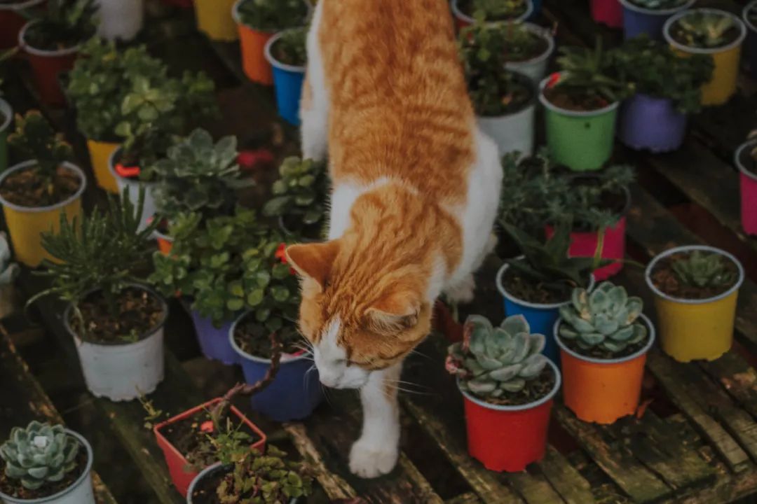 养小猫攻略,养2个月小猫攻略