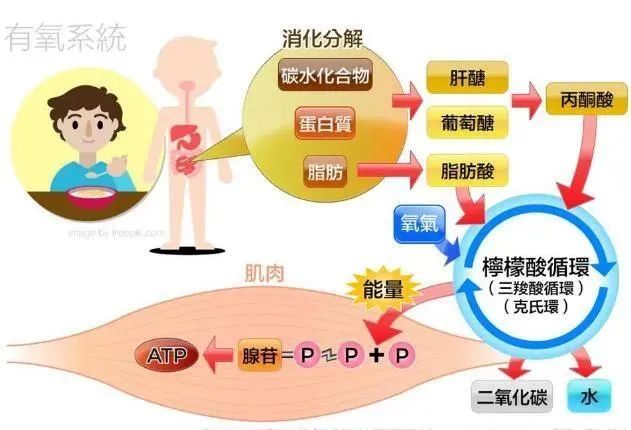 盘点小野马泫雅跳舞名场面,小野马金泫雅身材分析