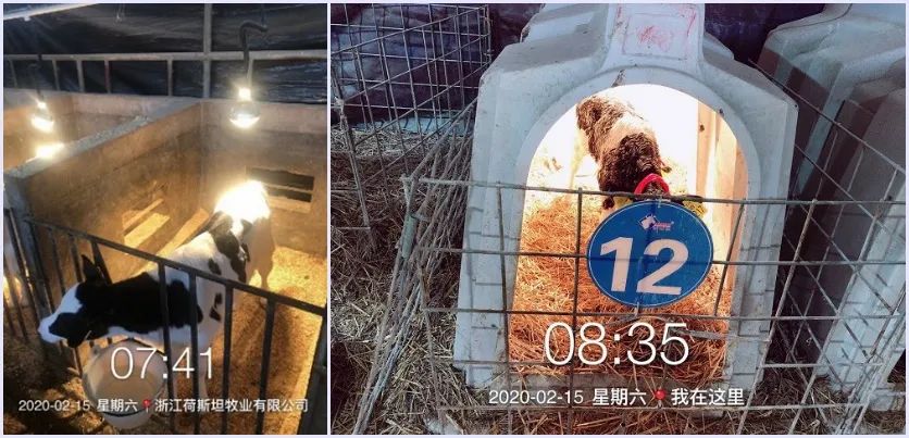 苏衍菁：牧场牛群应激防控管理与实践