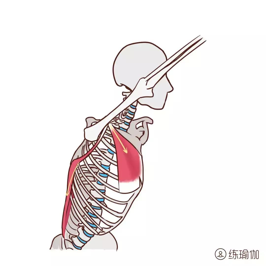 angelababy腿以前粗吗,angelababy腿短