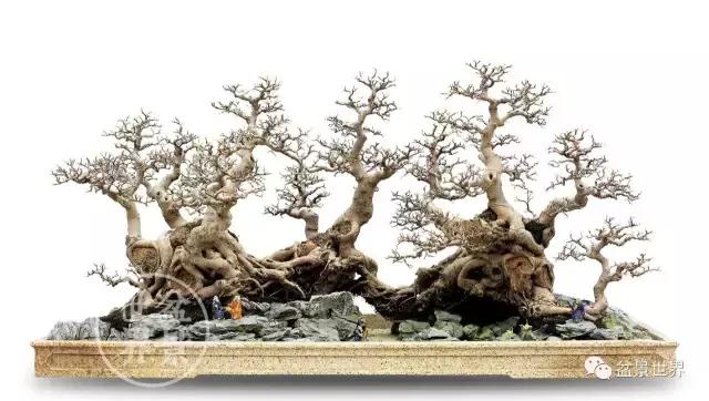 榕树悬崖式盆景欣赏,大师榕树盆景的精妙之作