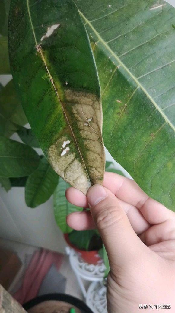 发财树树叶变紫色,发财树黄叶变绿叶的花肥