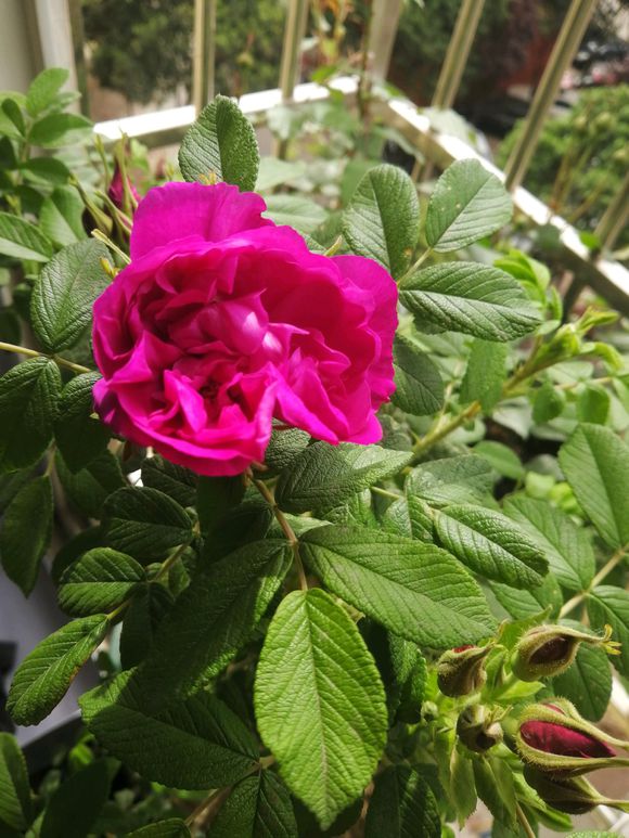 新长出的玫瑰花枝叶发蔫怎么回事,食用玫瑰花苗发蔫怎么救治
