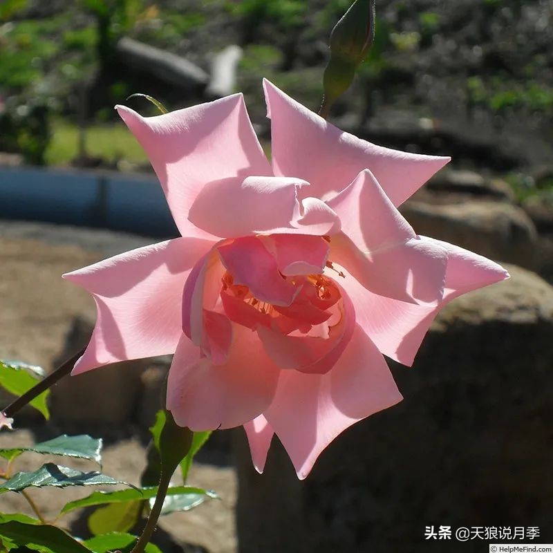 传家宝月季,月季传家宝紫色