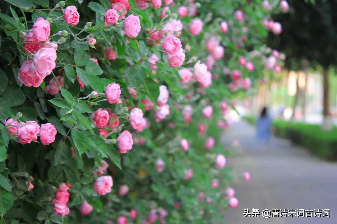帘动微风起满院蔷薇香全文,水晶帘动微风起满架蔷薇一院香