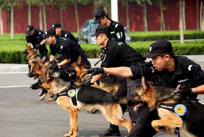 德国牧羊犬可怕吗,德国牧羊犬很危险建议最好不要养