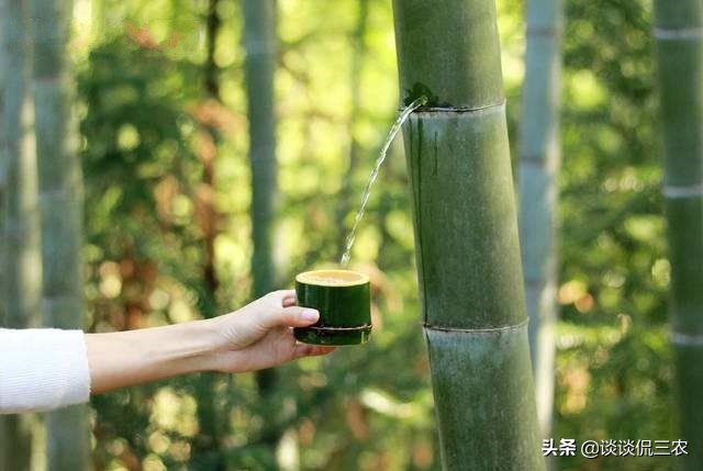 揭秘网红竹筒酒,活竹酒网红
