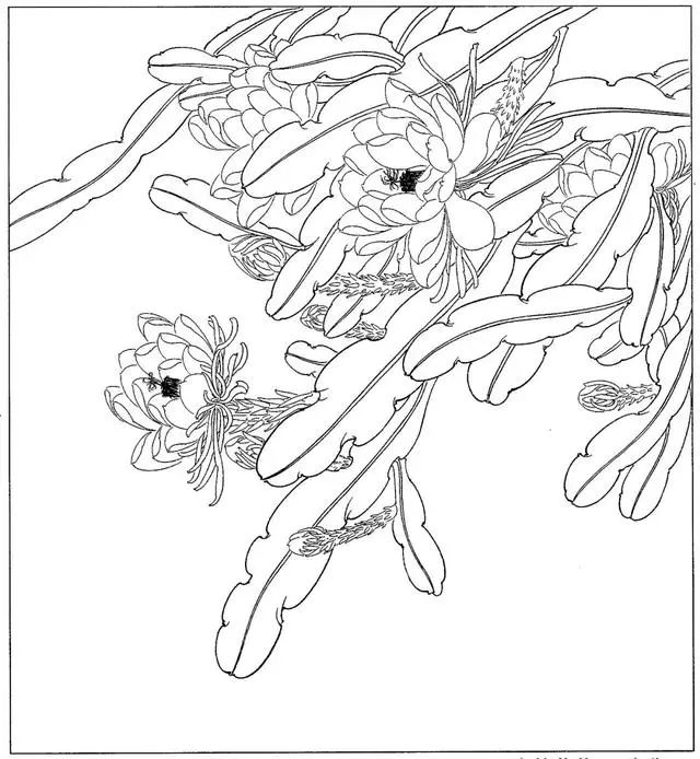 工笔花鸟白描步骤图,牡丹六尺横幅白描工笔花鸟底稿