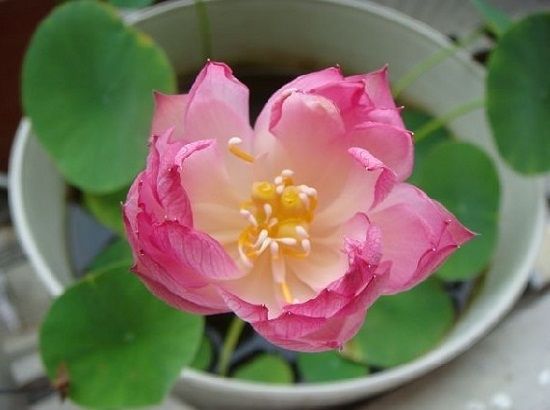 碗莲怎么养才能旺盛开花,碗莲怎么养才能养得好