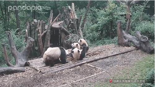 原来大熊猫也喜欢游泳,大熊猫们集体洗澡