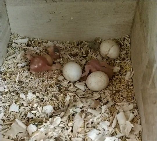 虎皮鹦鹉成鸟怎么养,虎皮鹦鹉好养吗怎么让它下蛋