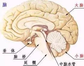 中医诊断望诊方法,中医全息望诊大全